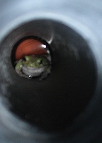 frog in tomato box 4.jpg